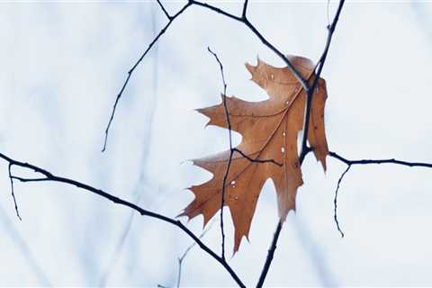 How do you take care of a newly planted tree in the winter?