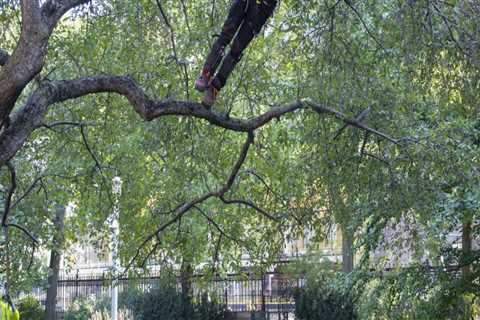 When is the Right Time to Call an Arborist?