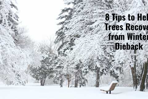 8 Tips to Help Trees Recover from Winter Dieback