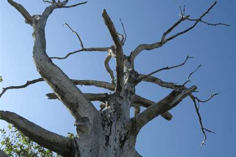 How to Know if a Dead Tree is About to Fall and What to Do if it is?