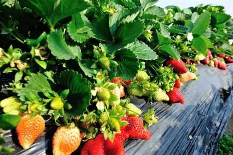 Edible Landscapes for Your Patio