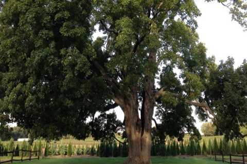 How do you trim tree branches without killing a tree?