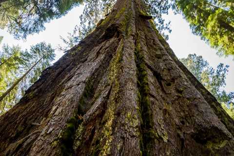 What makes trees grow fast?