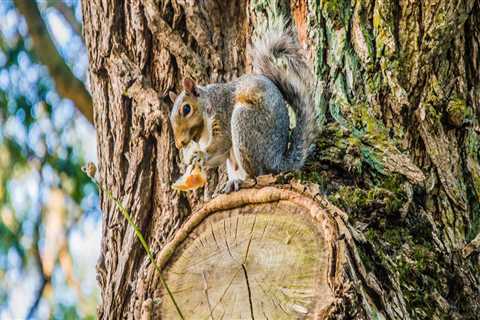 Protect Your Trees From Damage By Hiring A Professional Squirrel Removal Service In Houston