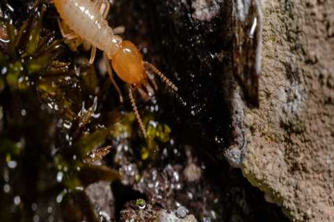 Is DIY Termite Control Better Than Professional?