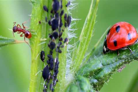 Controlling Pests without Harming the Environment