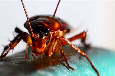 Professional Services for Controlling Common Indoor Pests