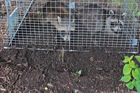 How to Determine How Long an Animal Has Been Living on Your Property with a Wildlife Removal Service