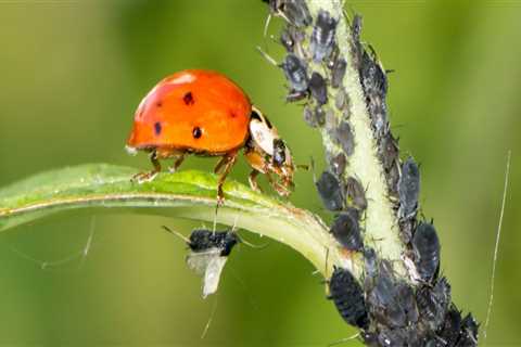 3 Factors for Establishing a Pest