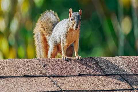 How to Choose a Reputable and Reliable Wildlife Removal Service