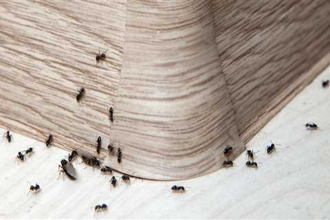 How to Identify and Eliminate Common Household Pests