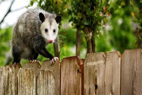 Wildlife Removal Services: How to Keep Animals Away from Your Property