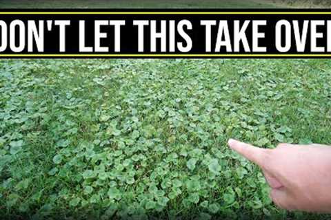 This Will Take Over Your Lawn!! // Get Rid Of Creeping Charlie, Ground Ivy, Wild Violet