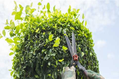 Is trimming trees good for the tree?