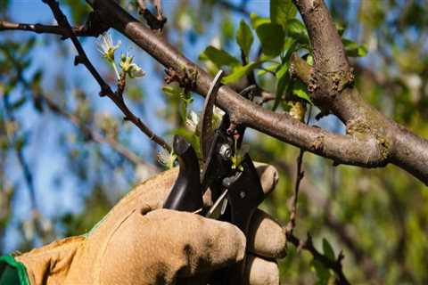 What happens to a tree if you don't prune it?