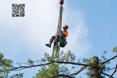 Cicoria Tree and Crane Service, Inc.