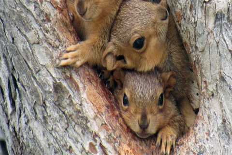 10 Ways To Safely Trap Squirrels While Trimming Trees In Houston