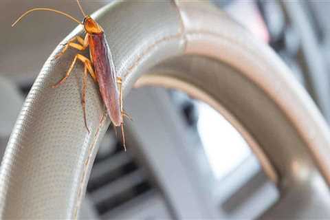 Does pest control get rid of all bugs?