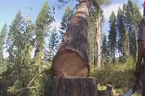 Tree Felling: What You Need to Know About Tree Felling and Logging