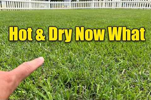 Summer Lawn Care High Temps and Droughts