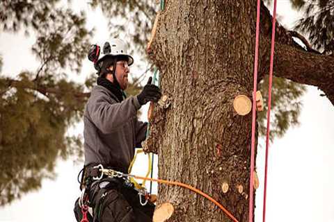 What Qualifications Does an Arborist Need to Have?