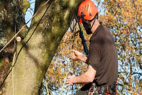 Tree Surgeon vs Arborist: What's the Difference?