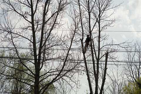 Tree Surgeon Wilderspool