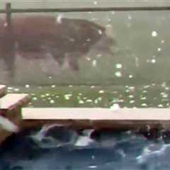 Baseball-Sized Hail Pelts Pool Owners in Texas