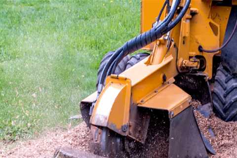 Everything You Need to Know About Stump Grinding