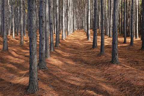 Will trees grow back after forestry mulching?