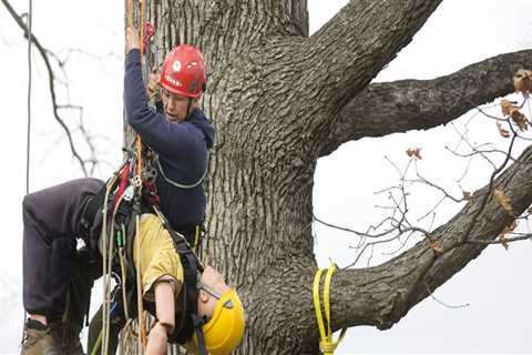 Are there professional tree climbers?