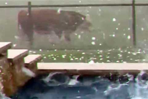 Baseball-Sized Hail Pelts Pool Owners in Texas