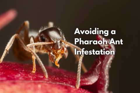 Avoiding a Pharaoh Ant Infestation in Richmond Hill