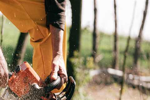 What To Know Before You Cut A Tree Down