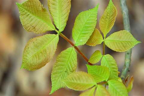 How To Remove Poison Ivy From Your Georgia Property The Foolproof Way