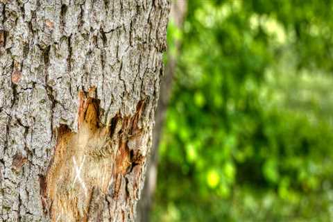 Can a tree trunk repair itself?