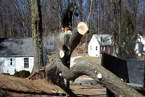 Is it Cheaper to Cut Down a Tree in Winter?