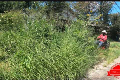 The COMMUNITY Treats This INSANELY OVERGROWN Yard Like a Complete DUMP