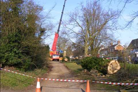 Llanmartin Tree Surgeon Tree Dismantling Felling & Removal across Llanmartin