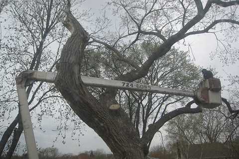 Great Lever Tree Surgeon Residential & Commercial Tree Pruning & Removal Services