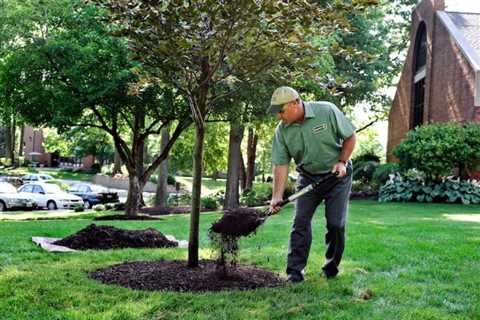 How To Mulch A Tree