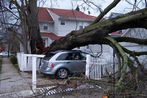 Cheadle Tree Surgeon Tree Removal Felling & Dismantling across Cheadle