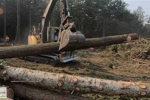 Standard post published to Baxter's Tree Service at July 31, 2023 16:02