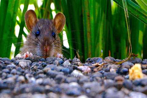 What smells will keep mice away?