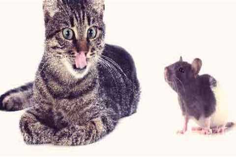 Will indoor cats kill mice?