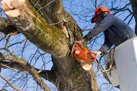 Georgetown Landscaping and Tree Care Services - LAWN WORX