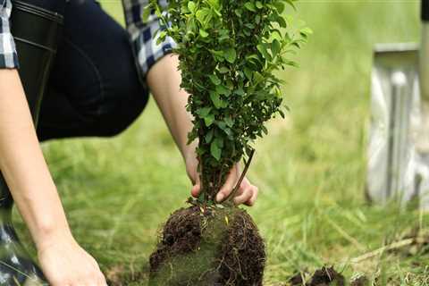 How to Safely Transplant a Tree or Shrub