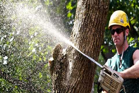 When is the Right Time to Hire an Arborist?