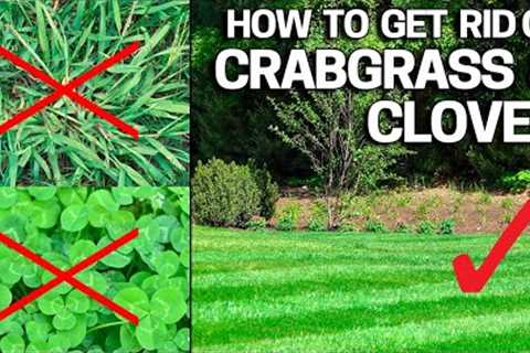 How to Get Rid of Crabgrass & Clover in the Lawn - Weed Control Like a Pro