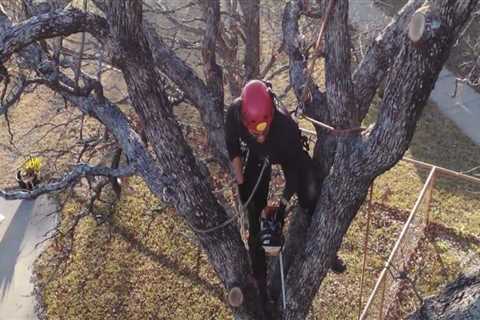 Why is tree removal important?